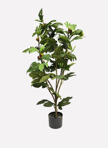 Flower & Plants Flower & Plants